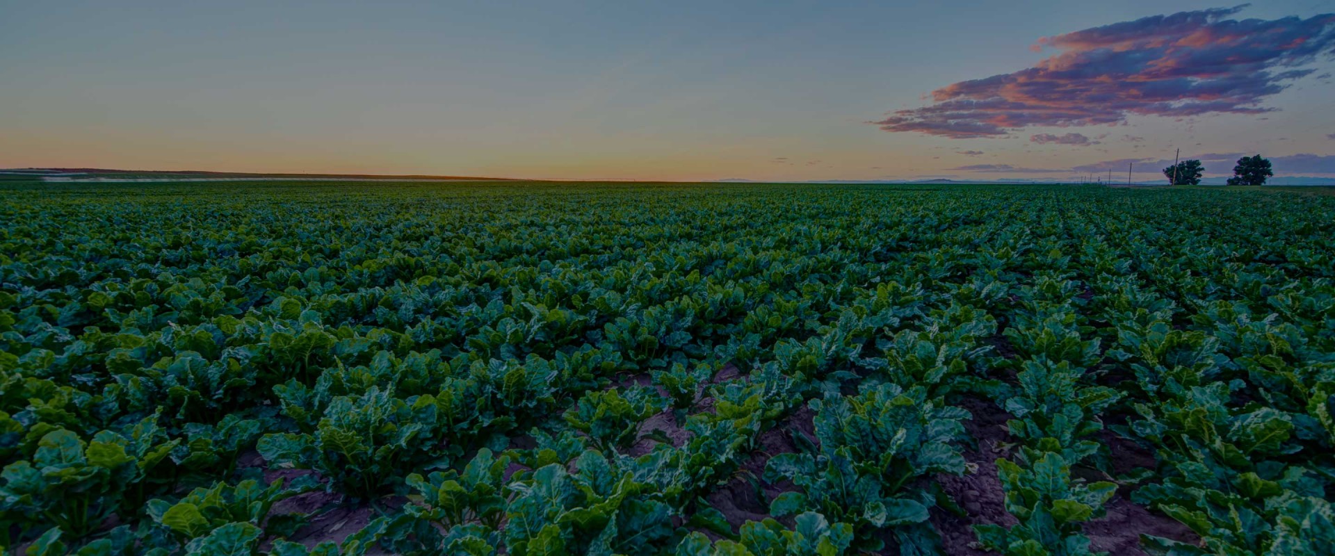 betaseed sugar beet field