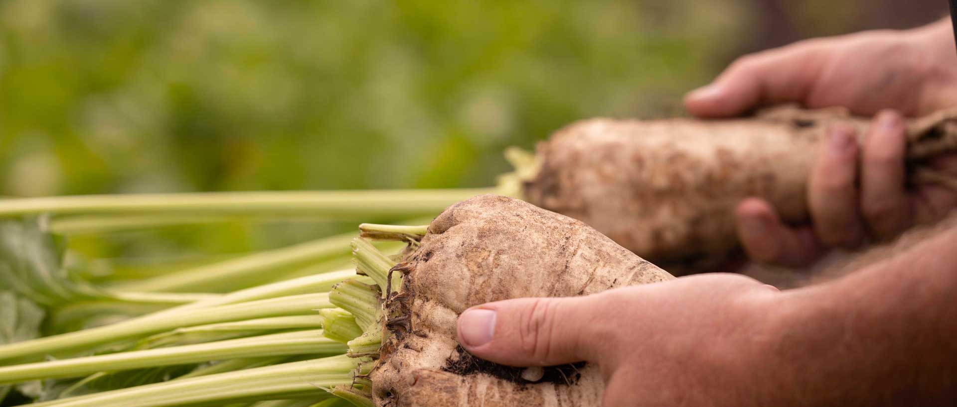 hands holding betaseed sugarbeets