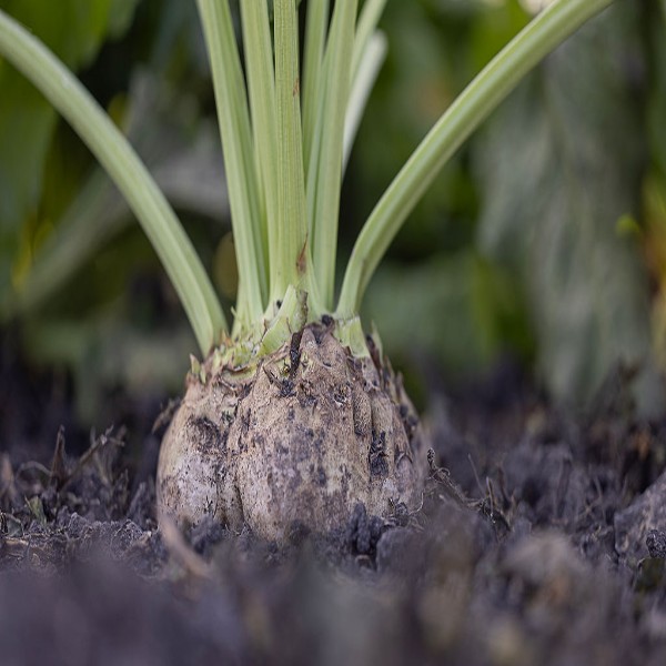 beet on the ground