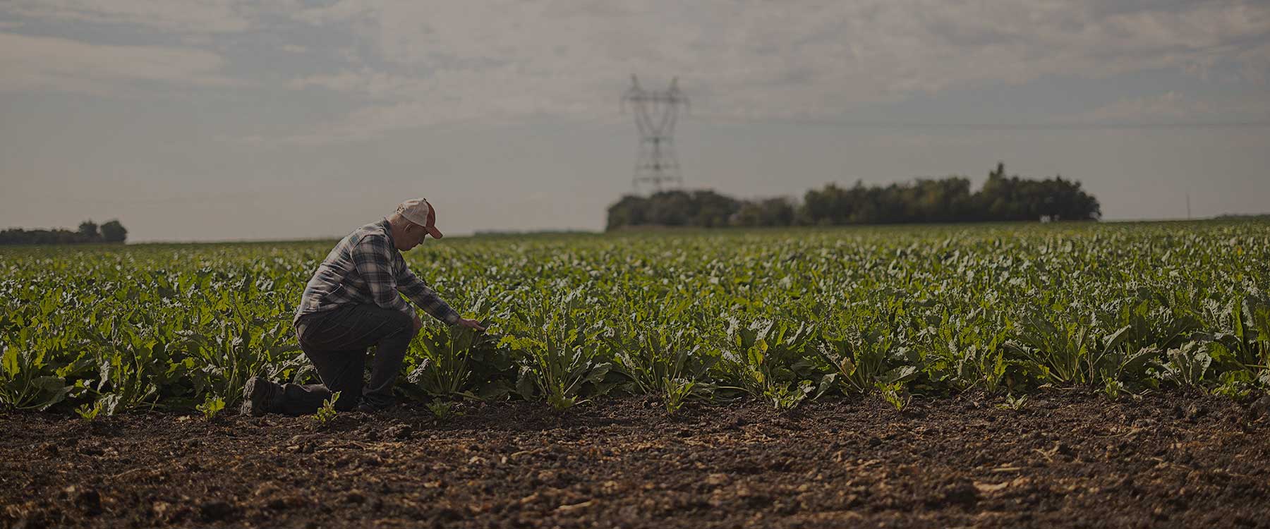 beet field